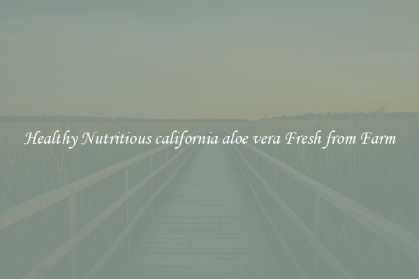 Healthy Nutritious california aloe vera Fresh from Farm